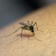 Welt-Malaria-Tag (freepik)