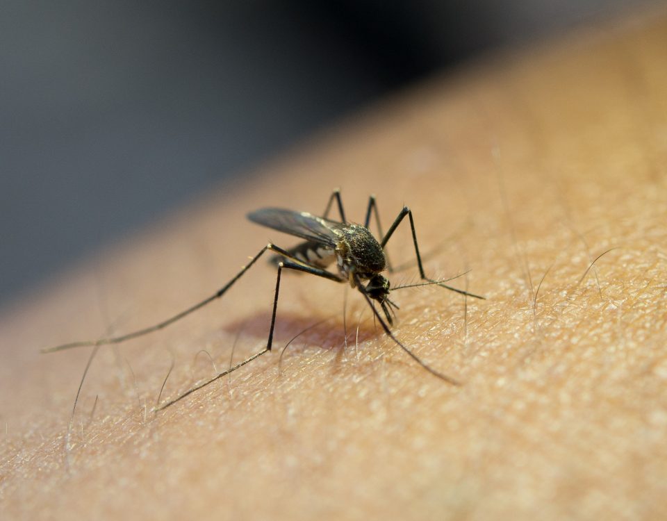 Welt-Malaria-Tag (freepik)